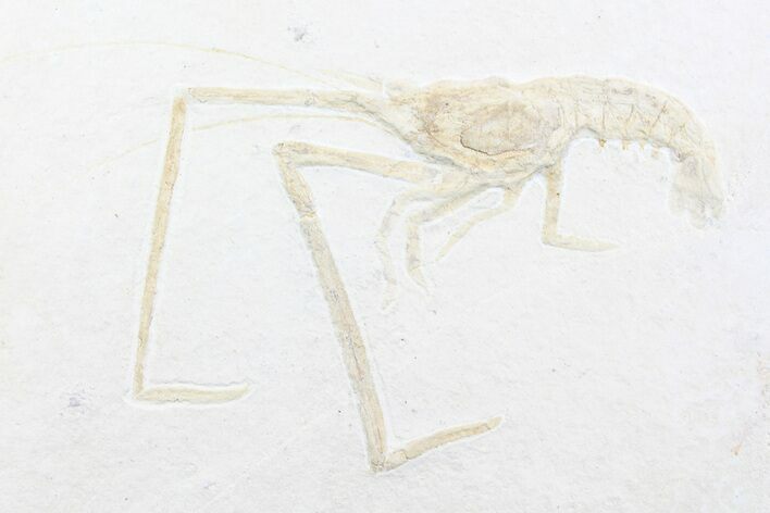 Weird Fossil Lobster (Mecochirus) - Solnhofen Limestone #77837